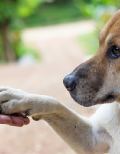 Sokaktaki Dostlarımız Projesi